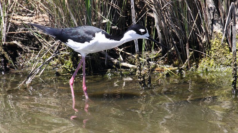 Black-necked Stilt High Island_2010_04_24_3903.JPG